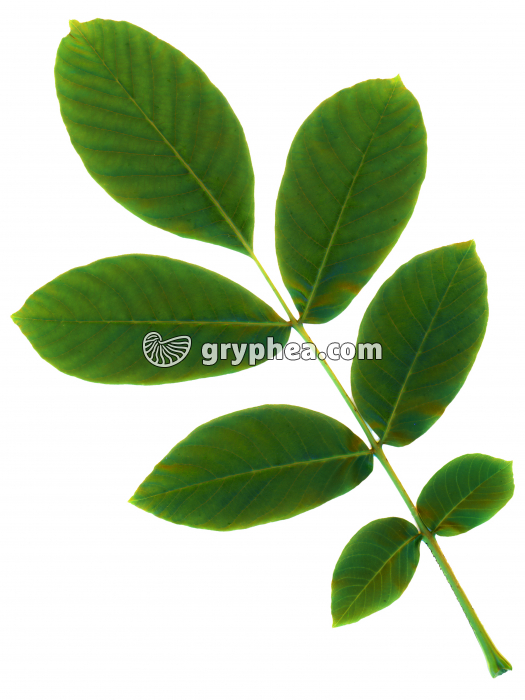 Noyer - Feuille (Juglans regia) - gryphea.org